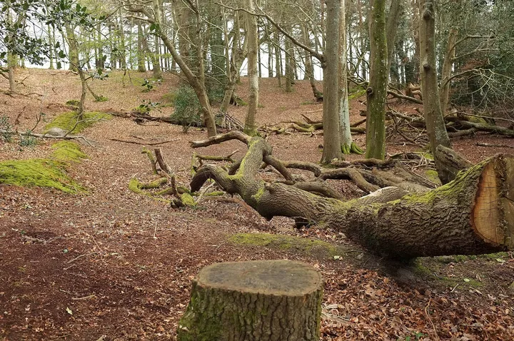 Woodland and heath at Arne, across Poole Harbour