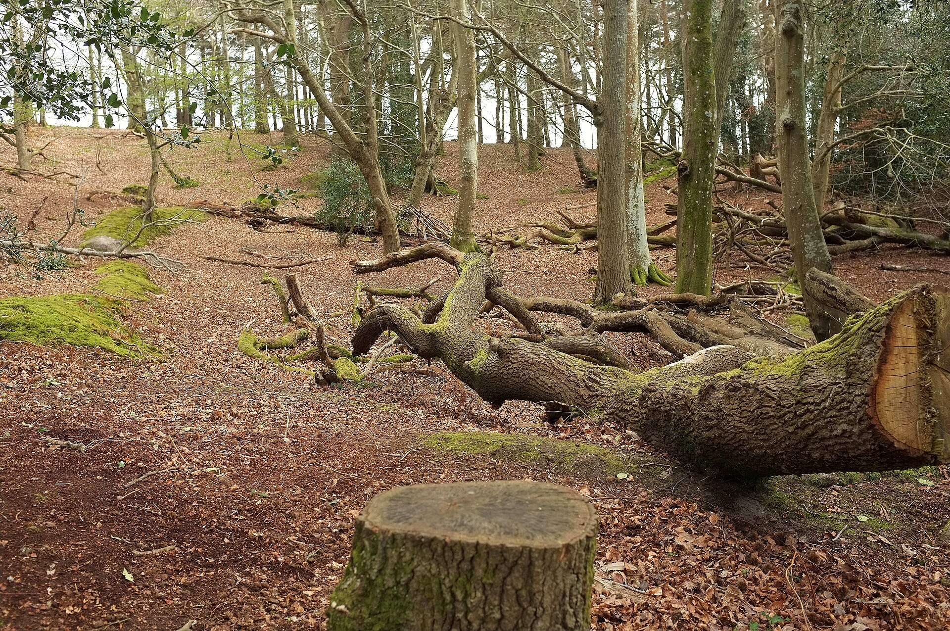 Woodland and heath at Arne, across Poole Harbour